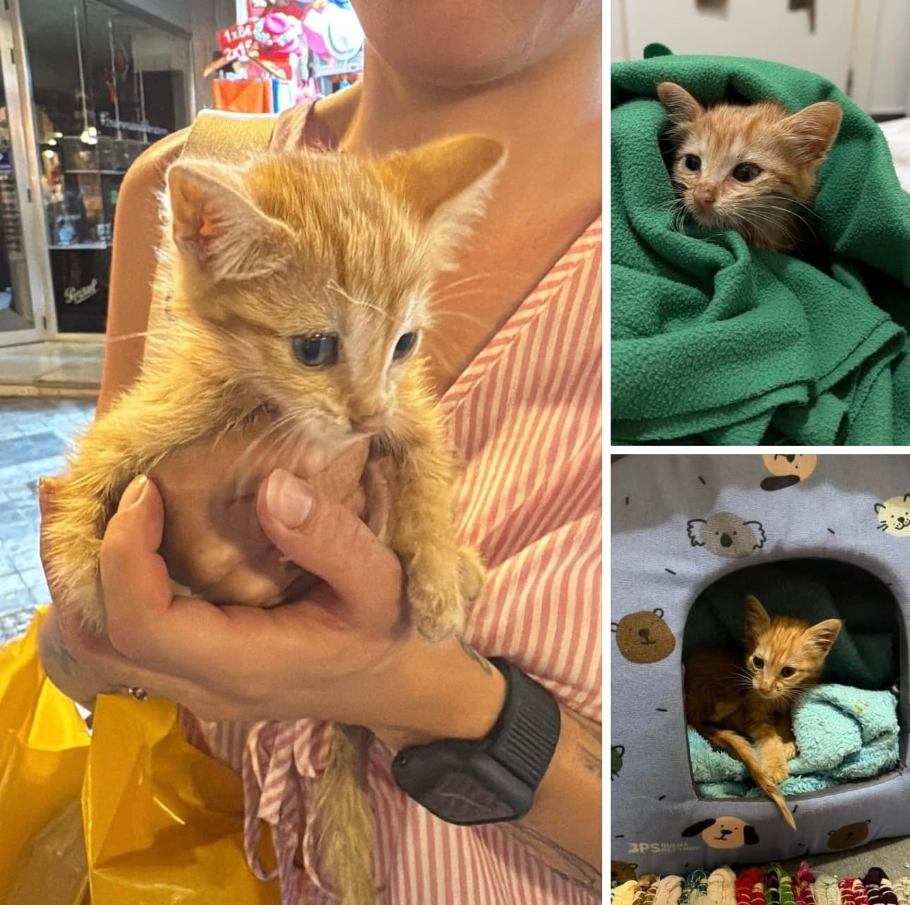 Bamboo is safe now ❤️🐱
