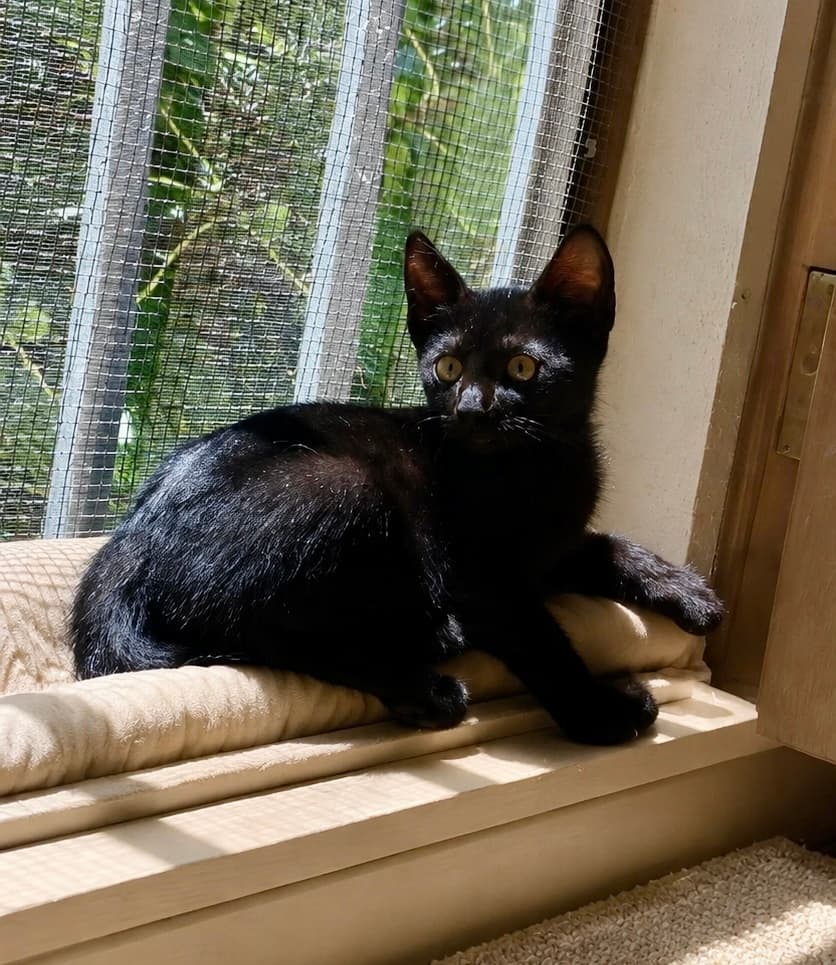Hoe gaat het met Houdini? 🖤🐱
