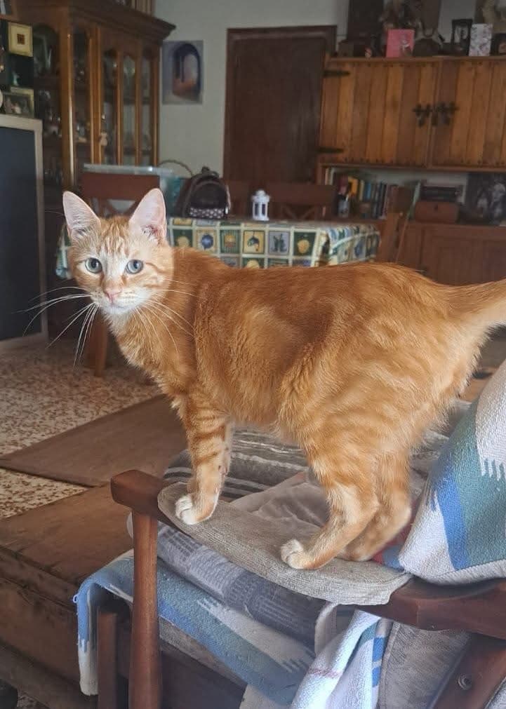 Connor așteaptă în continuare șansa lui 🧡🐱