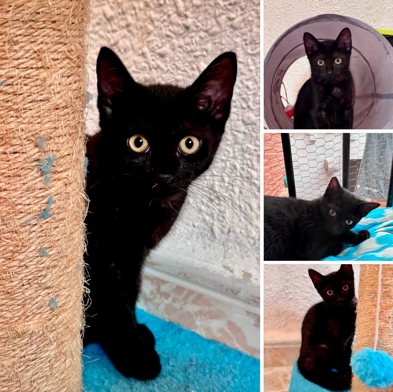 Tilly are multe de spus… și o familie de găsit 🖤🐱