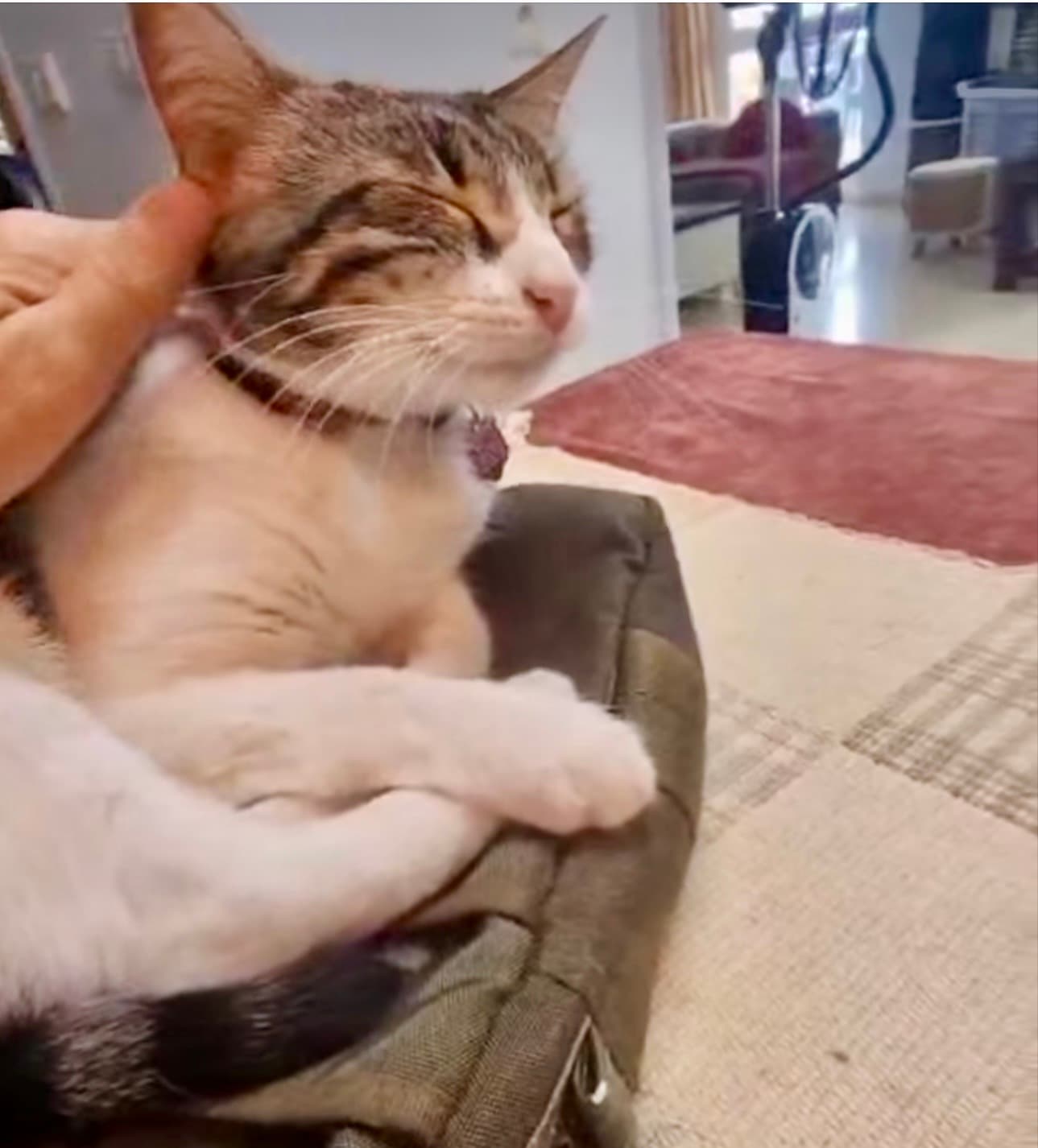 Amy merită o a doua șansă ❤️🐱