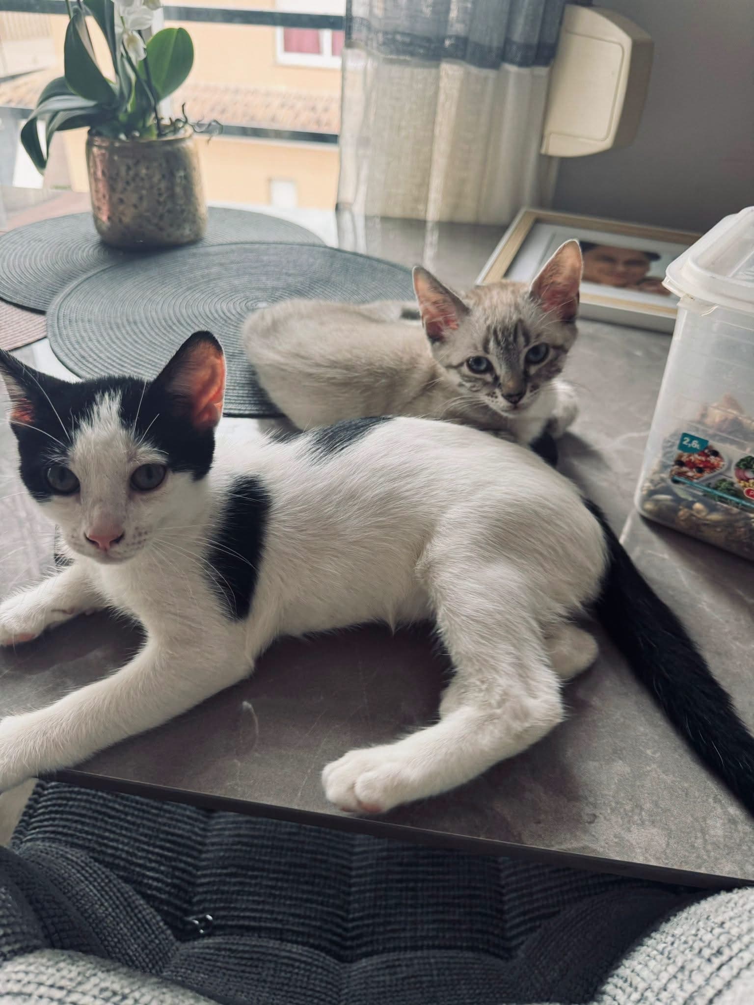 Cervantes en Dickens zijn klaar om harten te veroveren 🐱💕