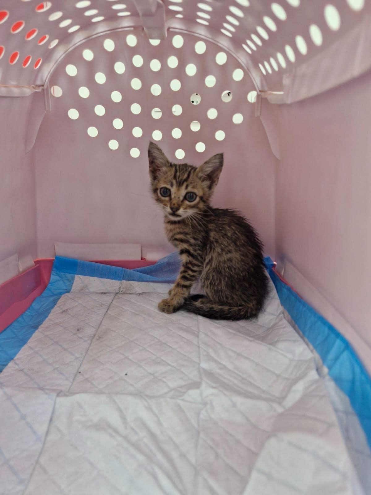 De la motorul unei mașini la o a doua șansă ❤️🐱