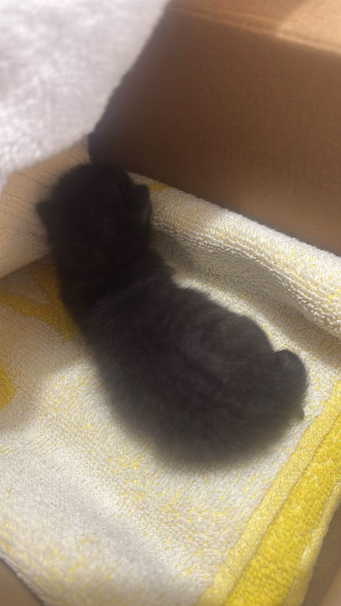 Acest bebe are nevoie de noi cu urgență 🚨🐱