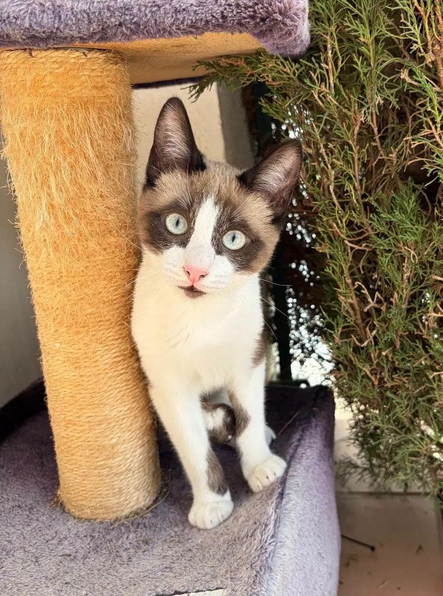 🐾 Pocoyó sucht eine Familie für immer 🏡