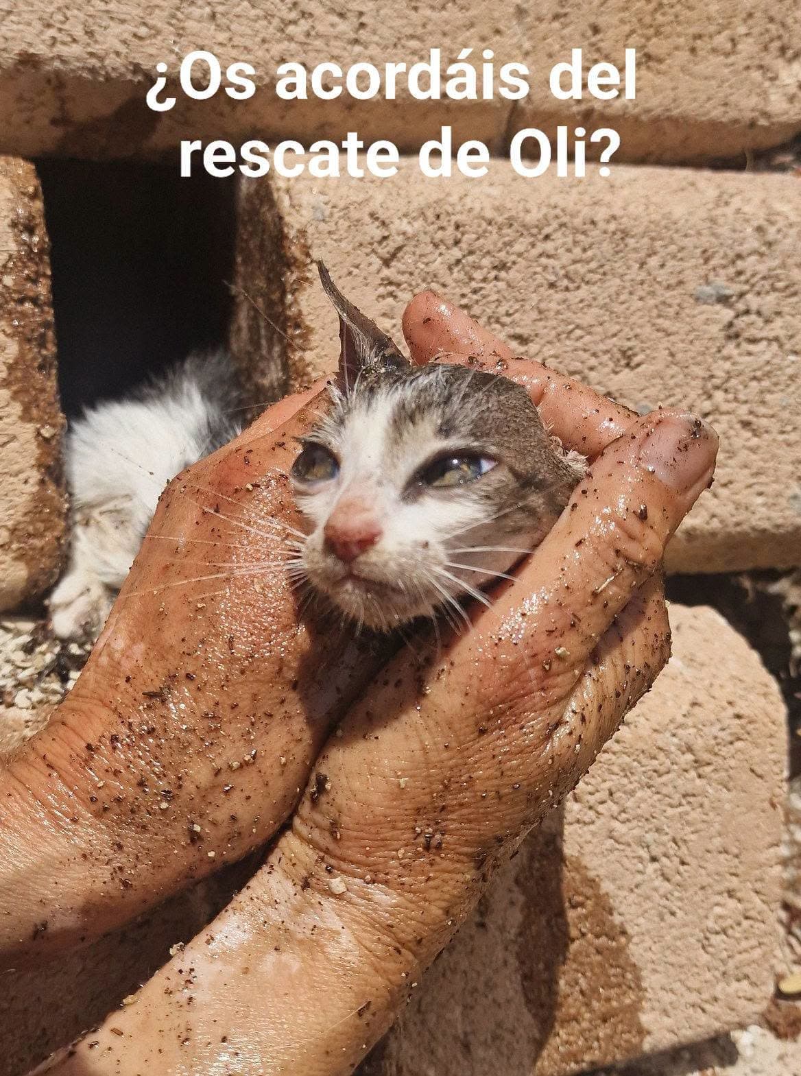 🧱 Van een ongelooflijke redding naar een nieuwe kans: Oli ❤️