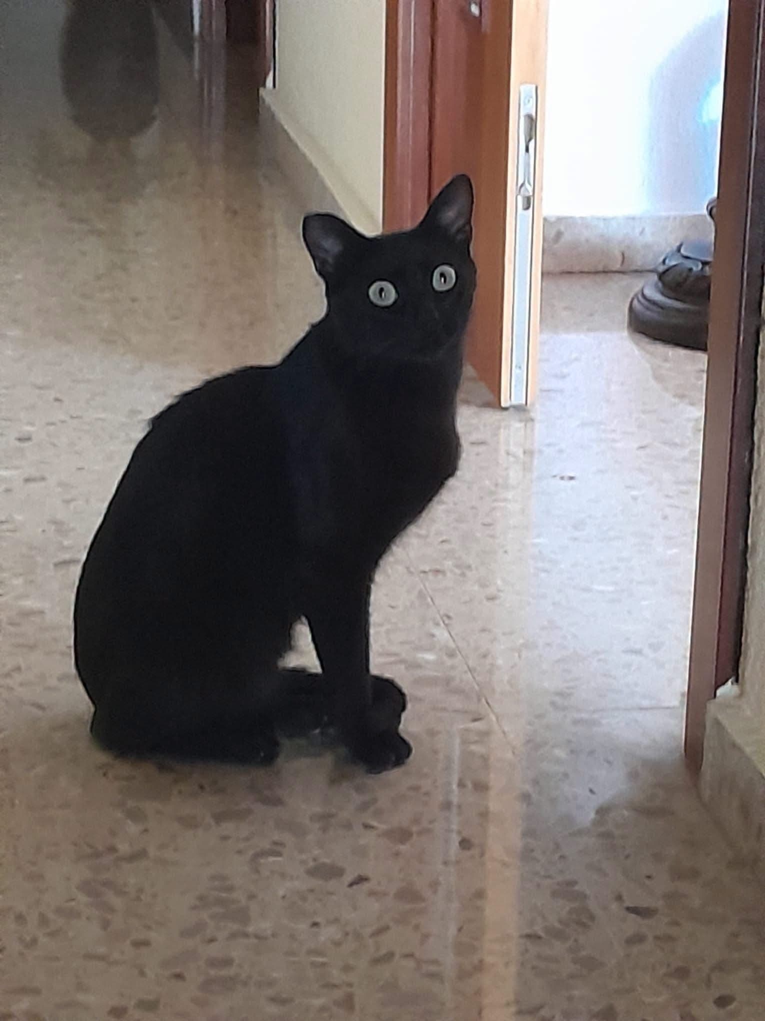 💙 Este dulce gato necesita un hogar urgente 🏡