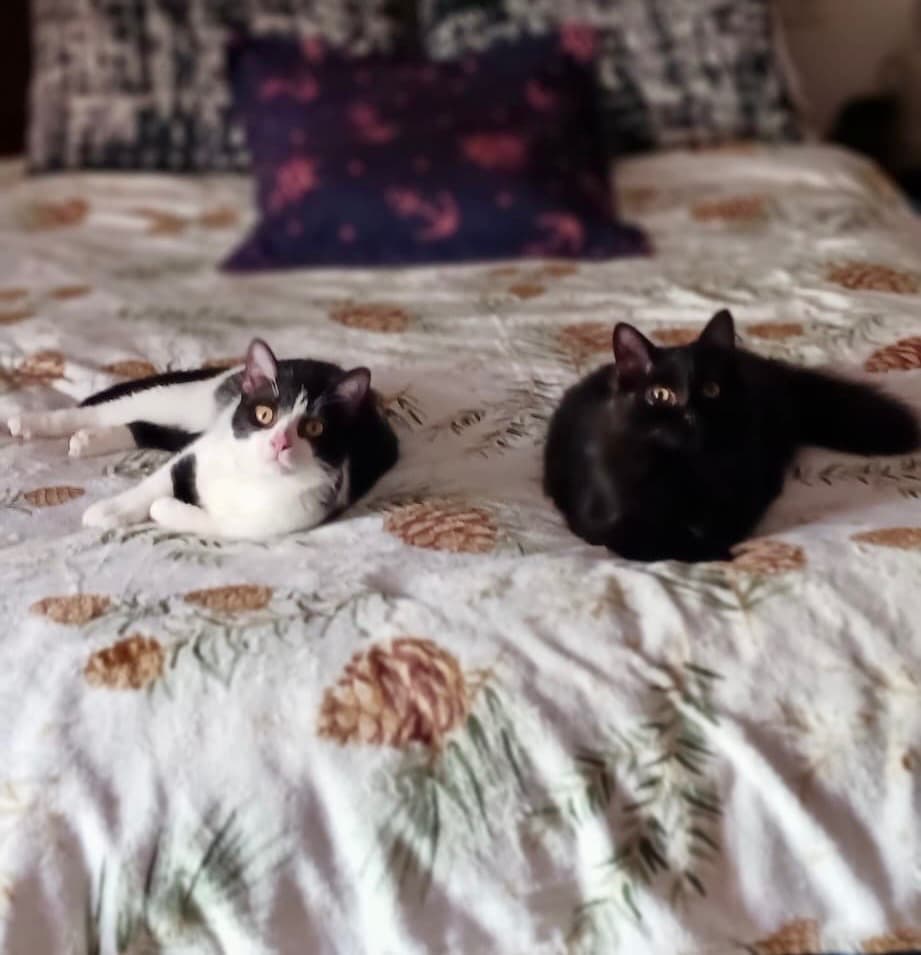 PIN Y PON (ADOPCIÓN CONJUNTA) - 5