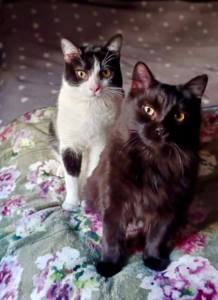 PIN Y PON (ADOPCIÓN CONJUNTA) - 2