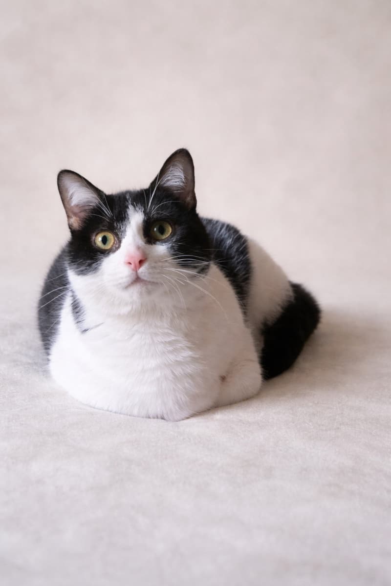 PIN Y PON (ADOPCIÓN CONJUNTA) - 3