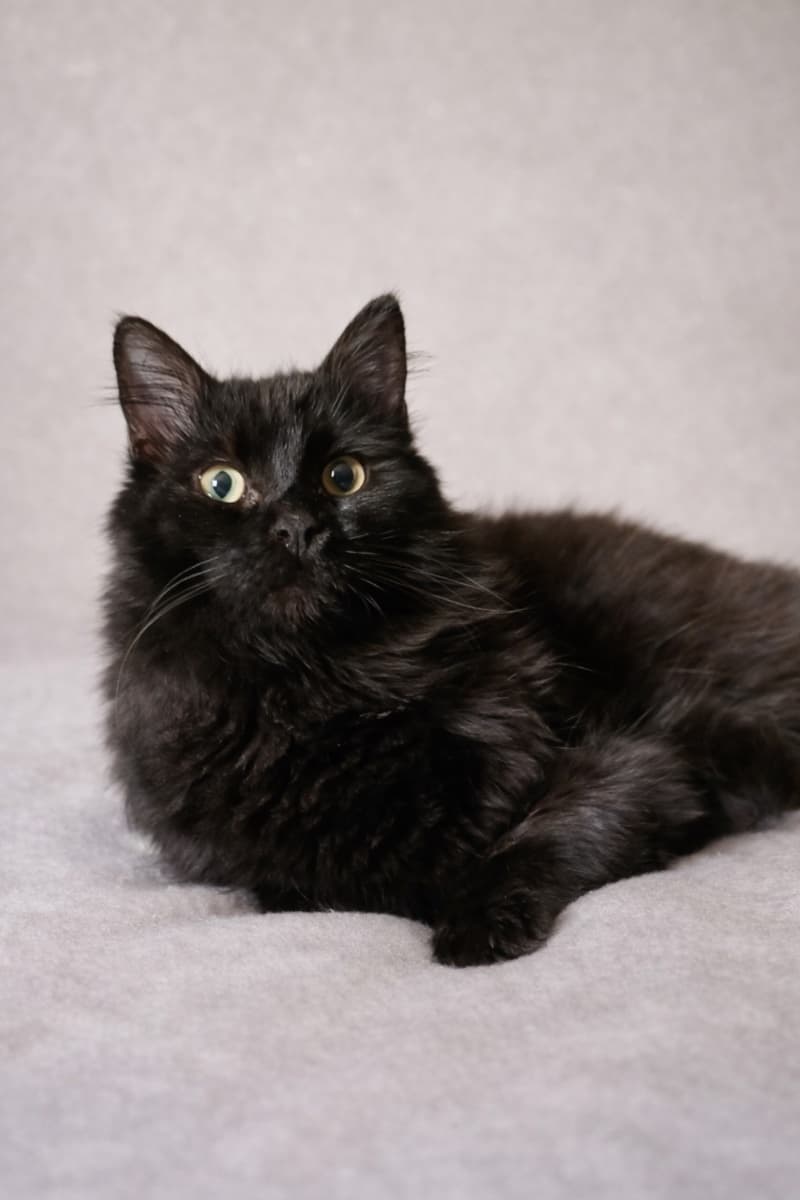 PIN Y PON (ADOPCIÓN CONJUNTA) - 4