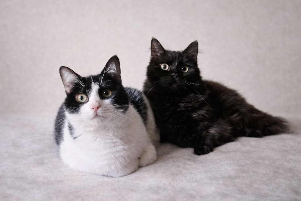 PIN Y PON (ADOPCIÓN CONJUNTA) - 1