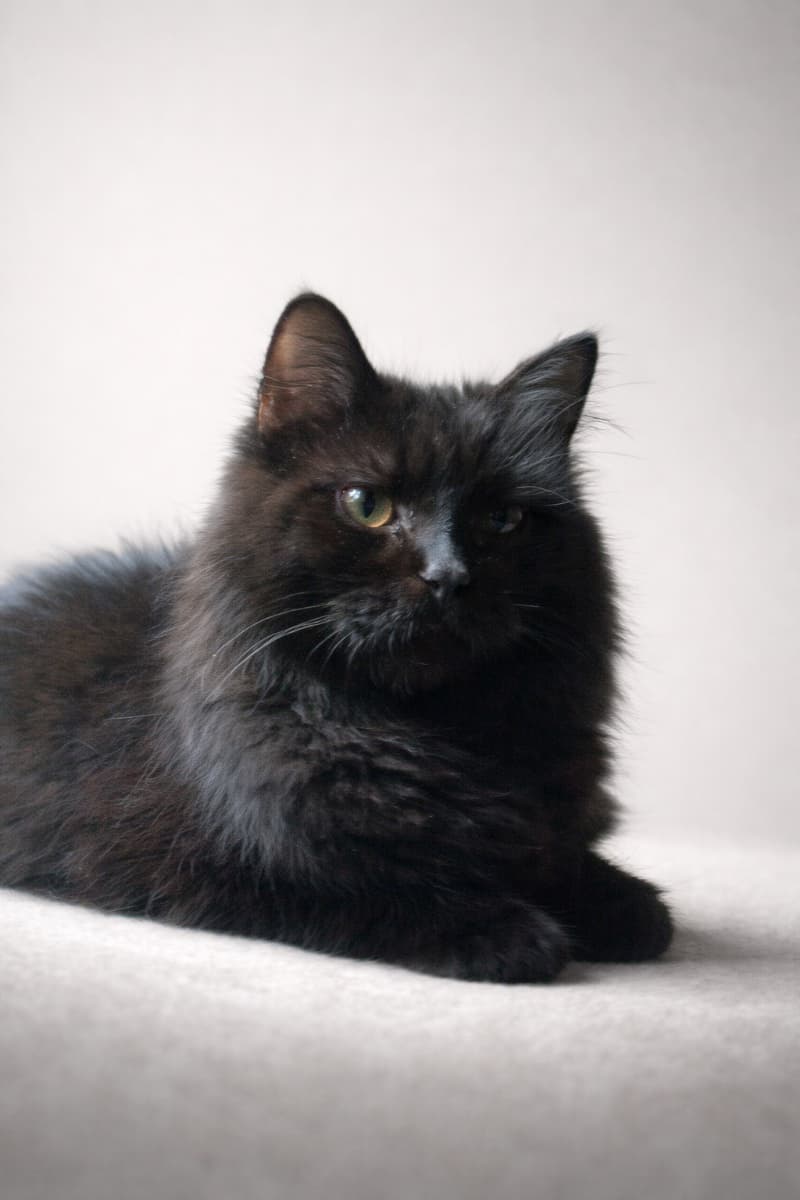 PIN Y PON (ADOPCIÓN CONJUNTA) - 6