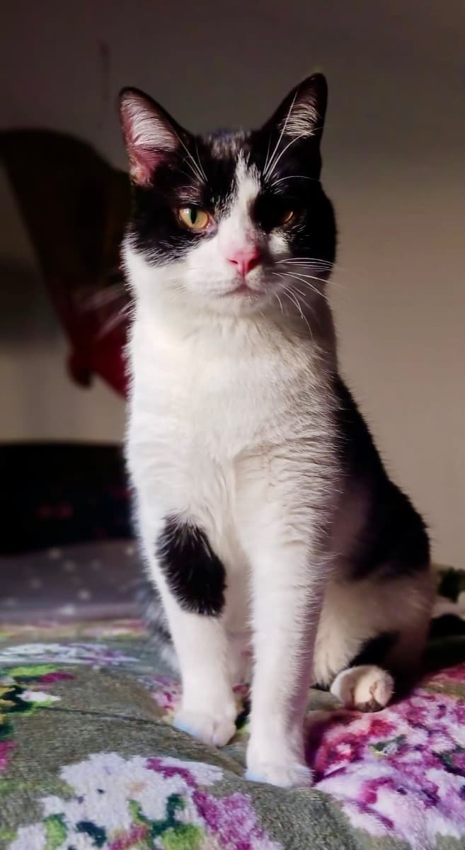 PIN Y PON (ADOPCIÓN CONJUNTA) - 7