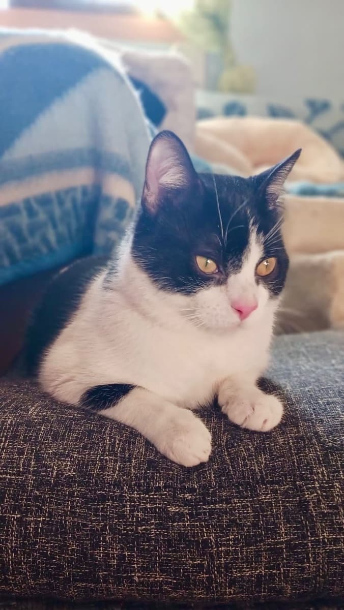 PIN Y PON (ADOPCIÓN CONJUNTA) - 9