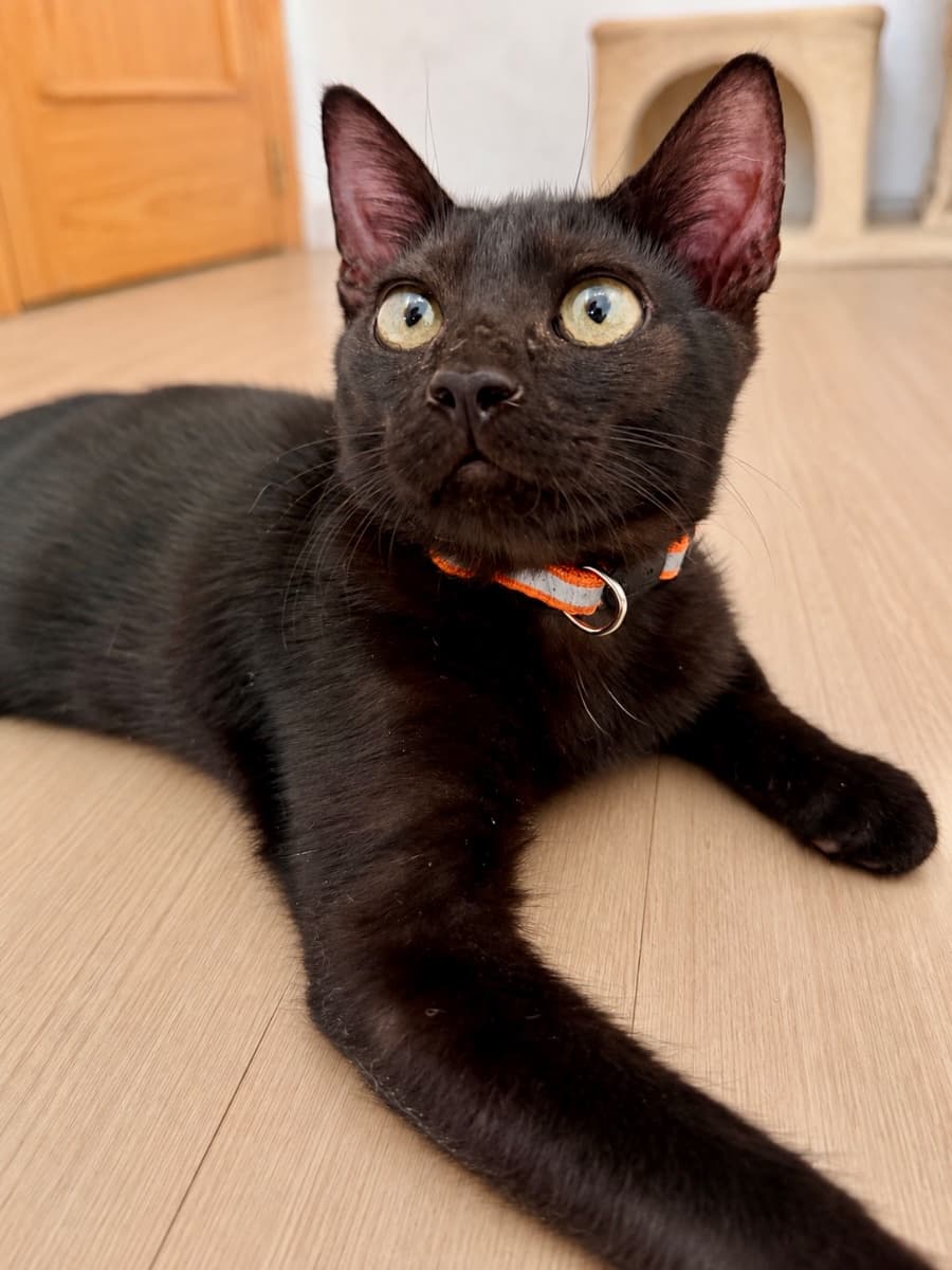 TOM
