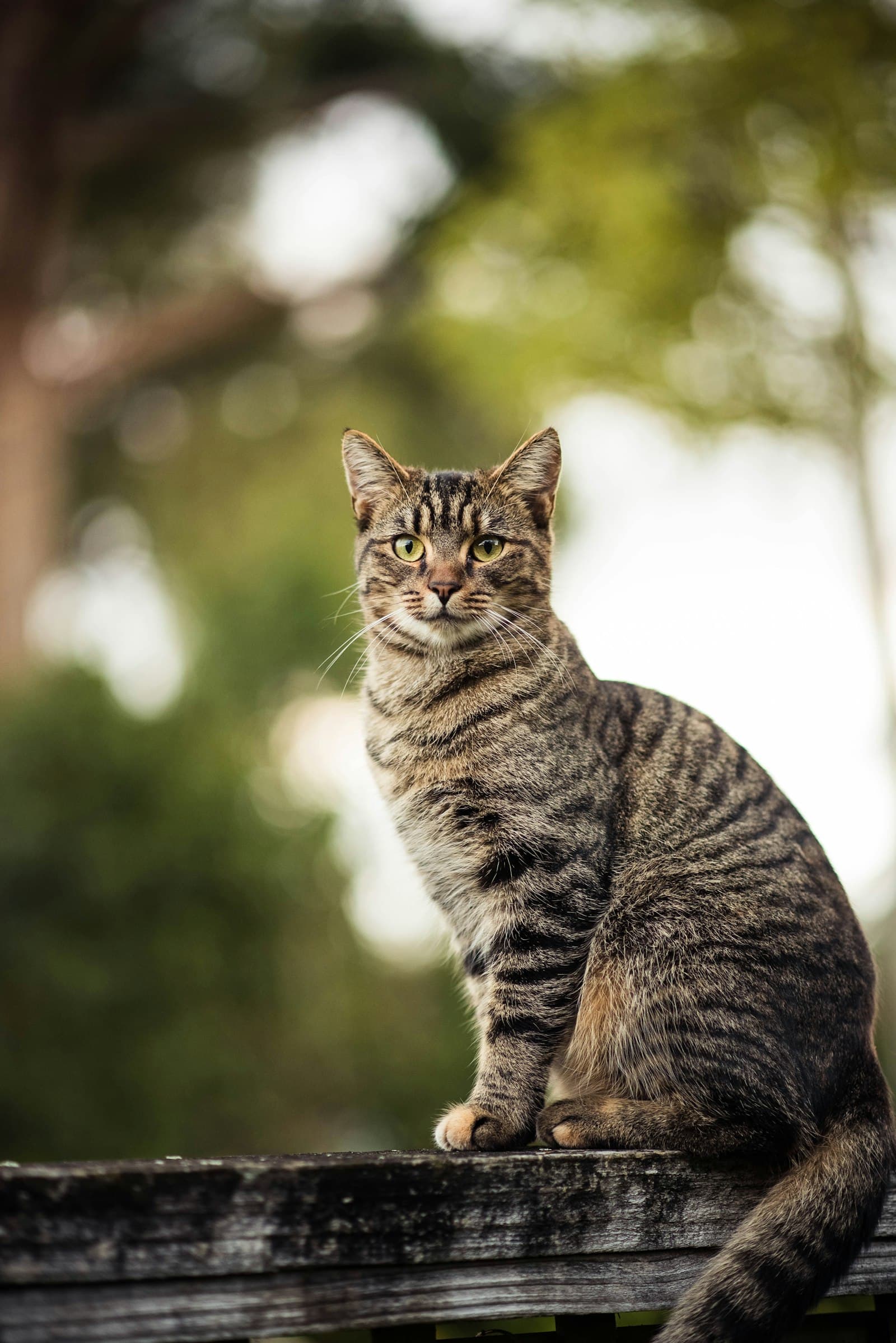 Adoptieren statt kaufen: Warum du eine Katze adoptieren solltest
