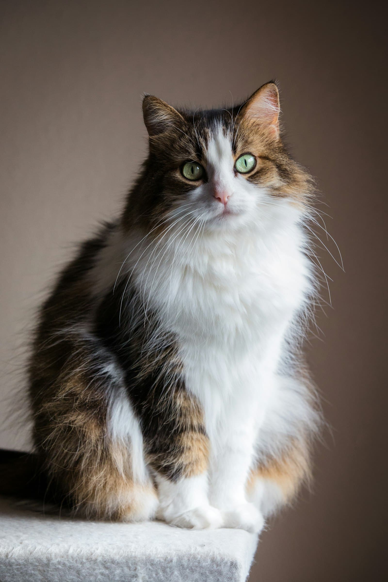 Adoptieren statt kaufen: Warum du eine Katze adoptieren solltest