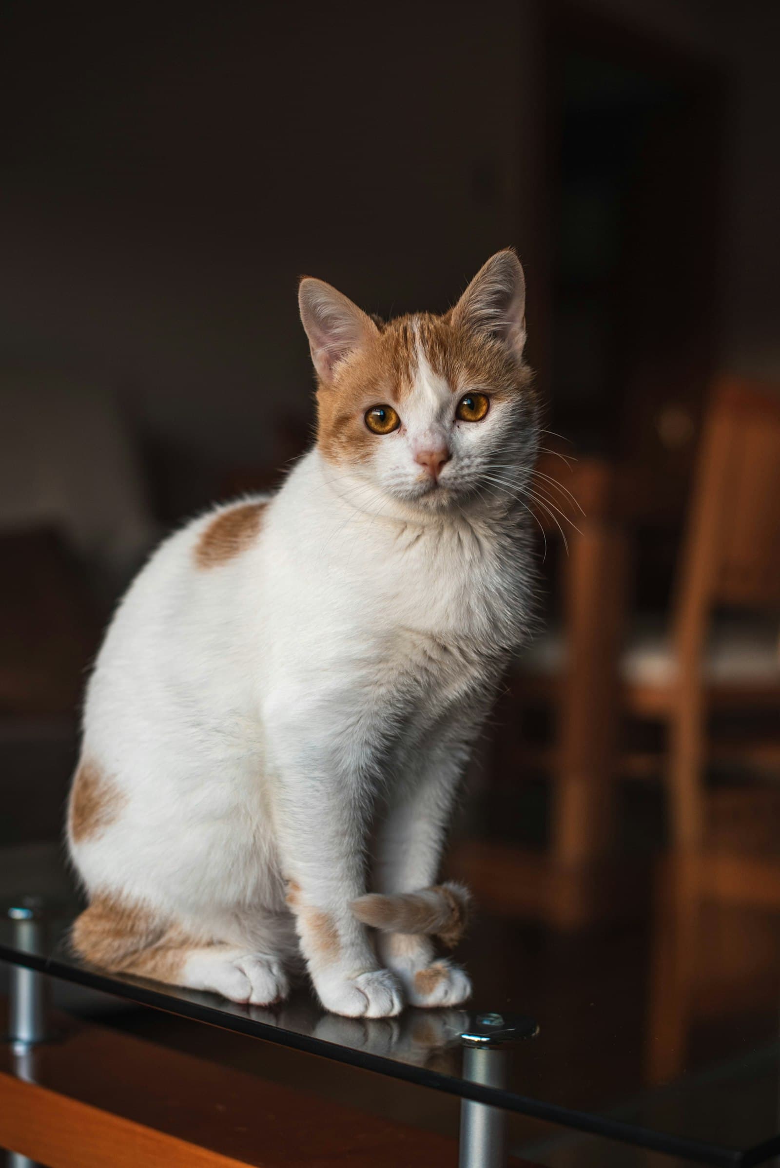 Adoptieren statt kaufen: Warum du eine Katze adoptieren solltest