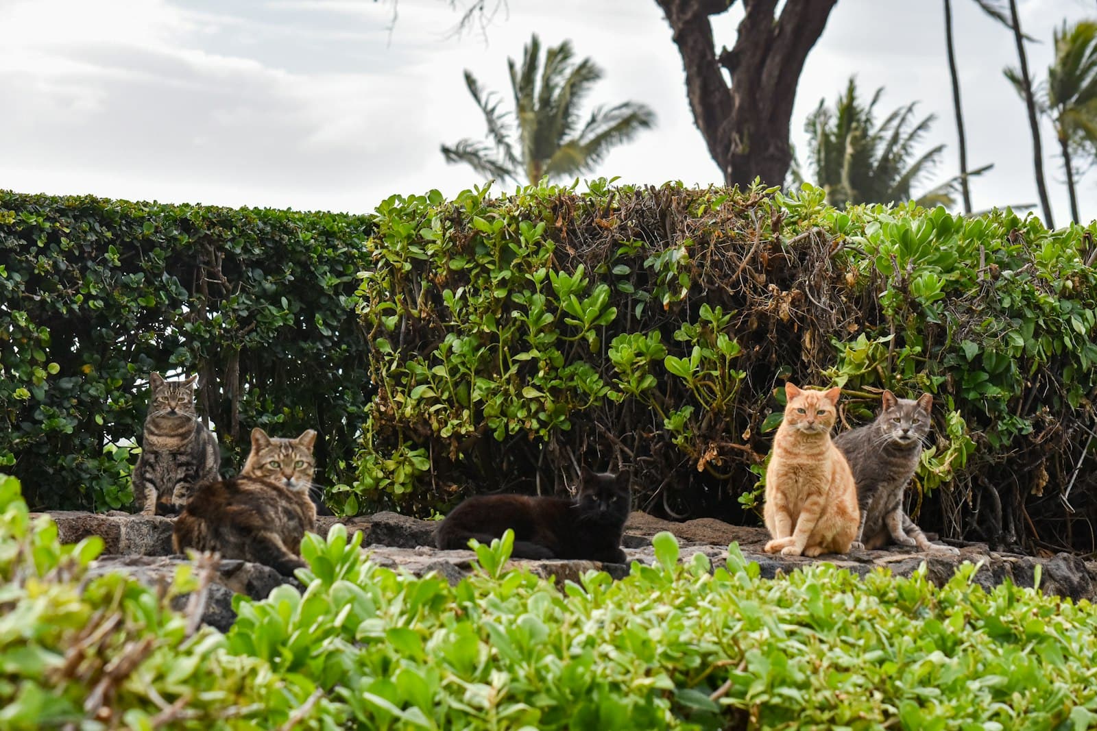 Feral cat colonies and TNR: how to help without adopting