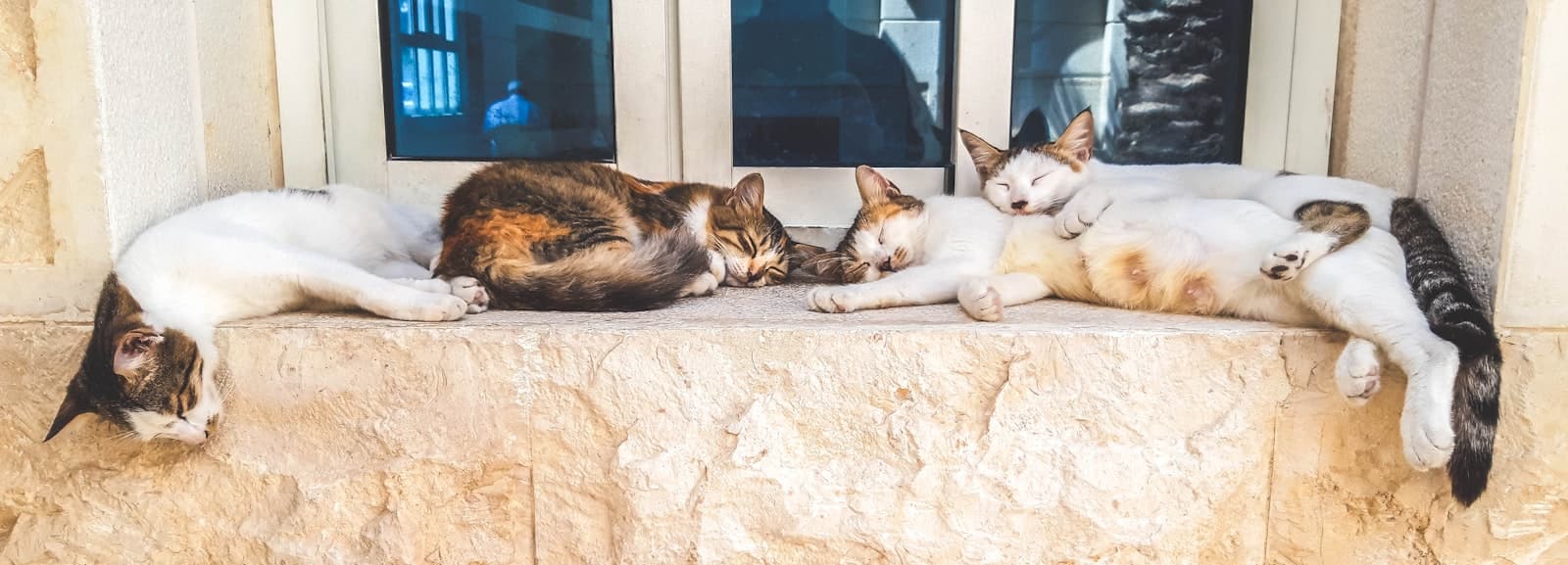 Feral cat colonies and TNR: how to help without adopting