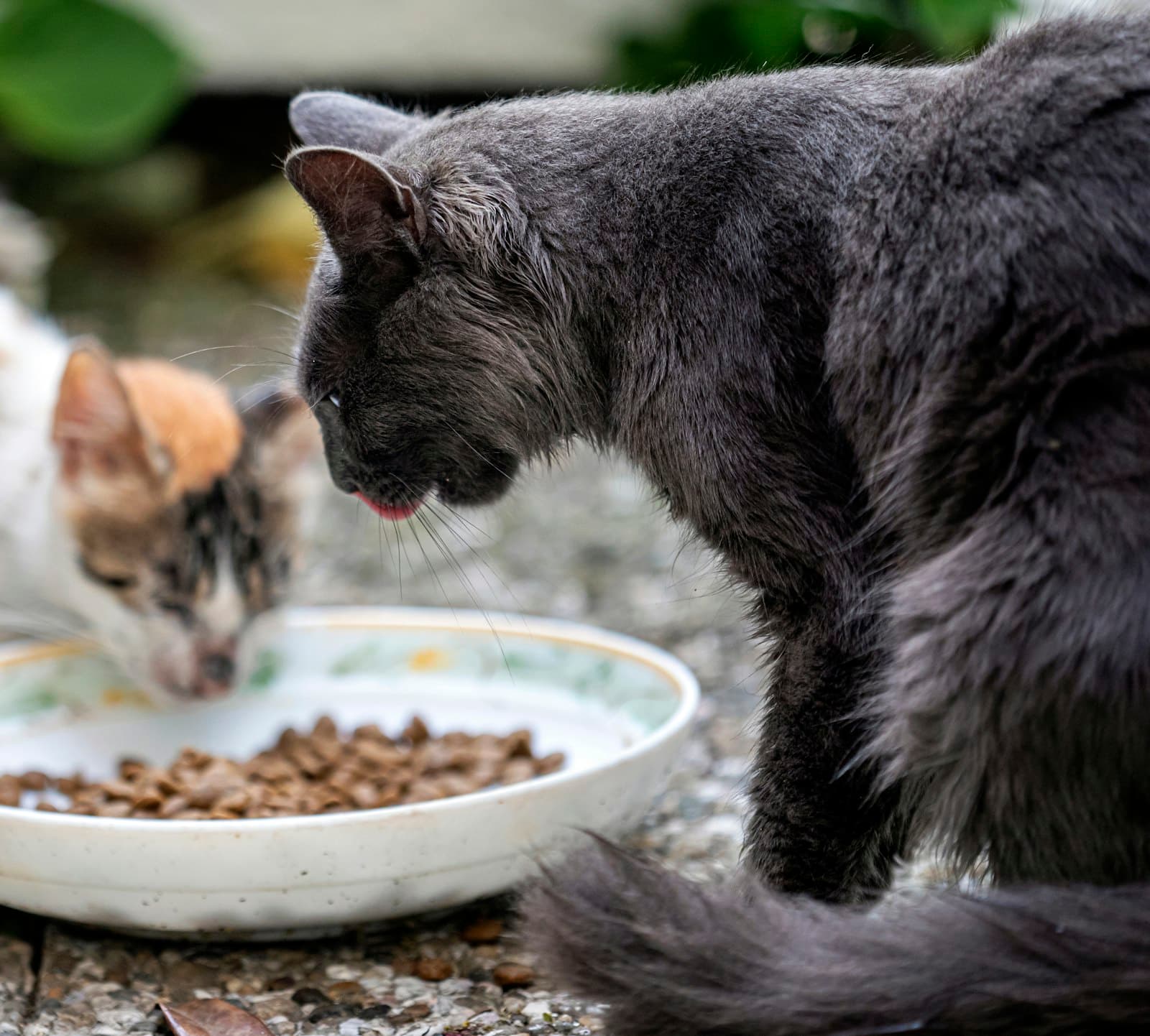 Feral cat colonies and TNR: how to help without adopting