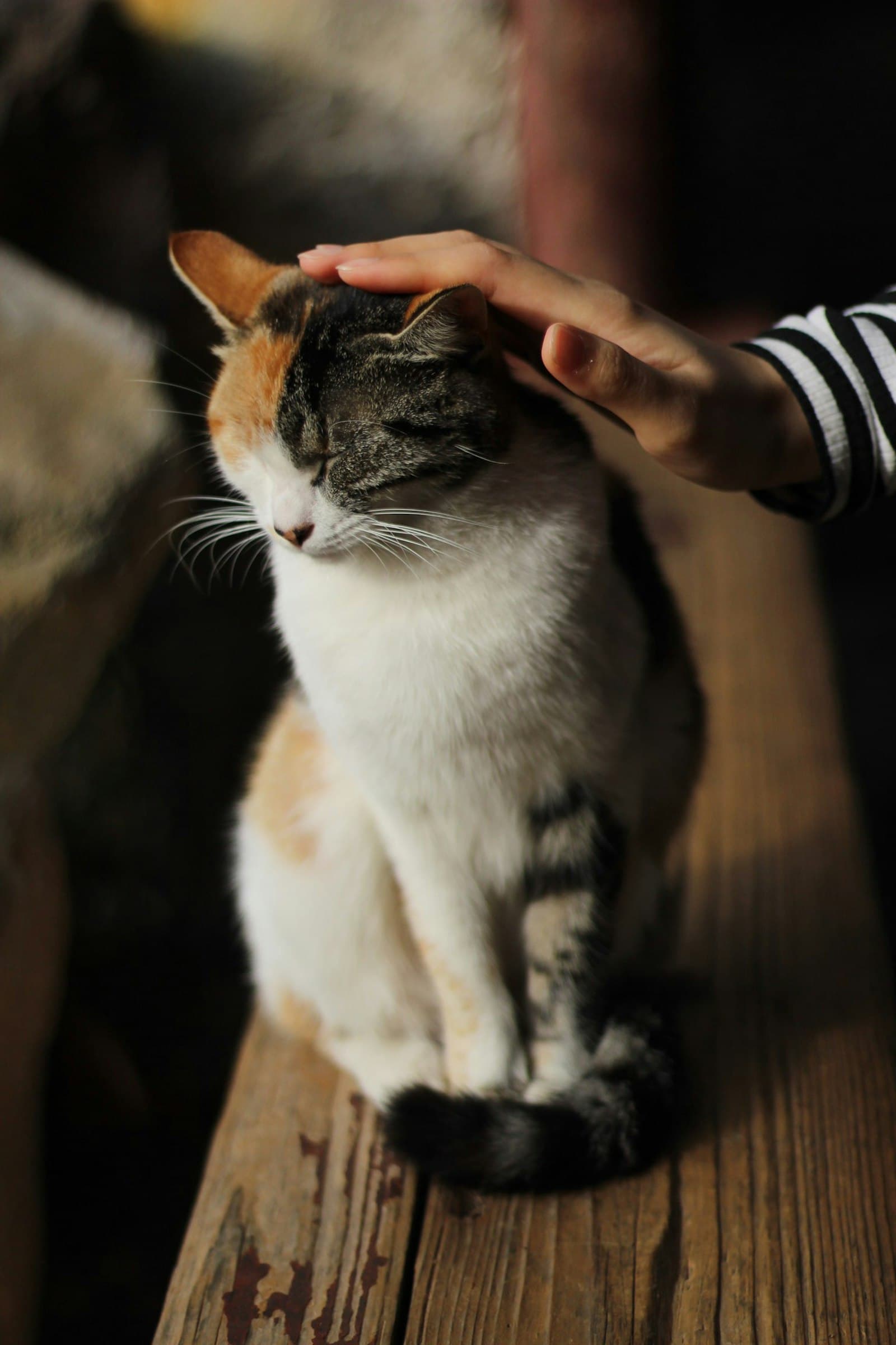 How to adopt a cat in Benidorm with Cat's Club Benidorm