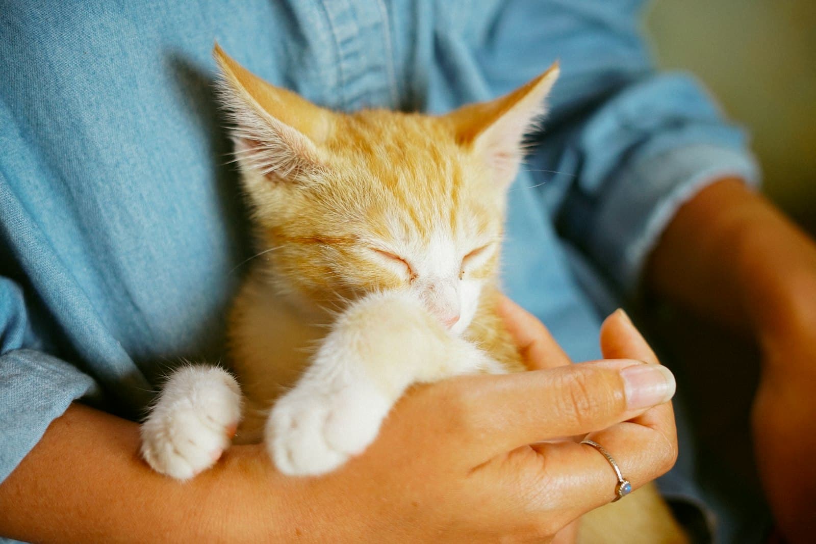 How to adopt a cat in Benidorm with Cat's Club Benidorm