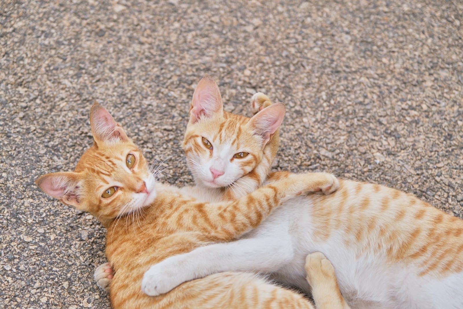 How to introduce a new cat to your other cats or dog