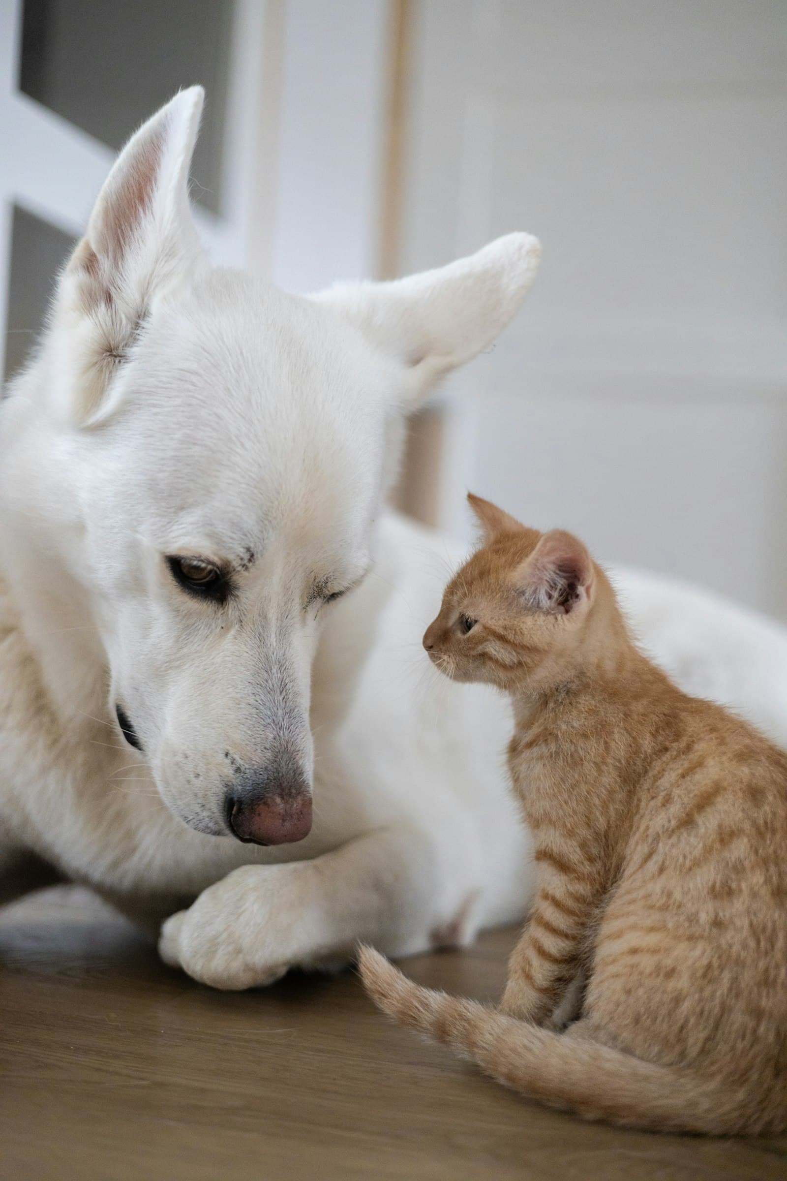 How to introduce a new cat to your other cats or dog