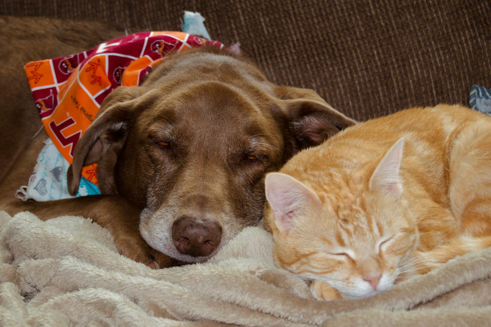 How to introduce a new cat to your other cats or dog
