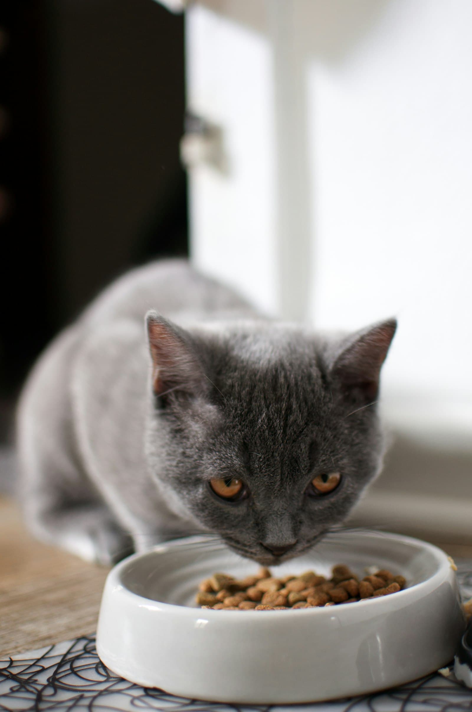 The real cost of owning a cat in Spain