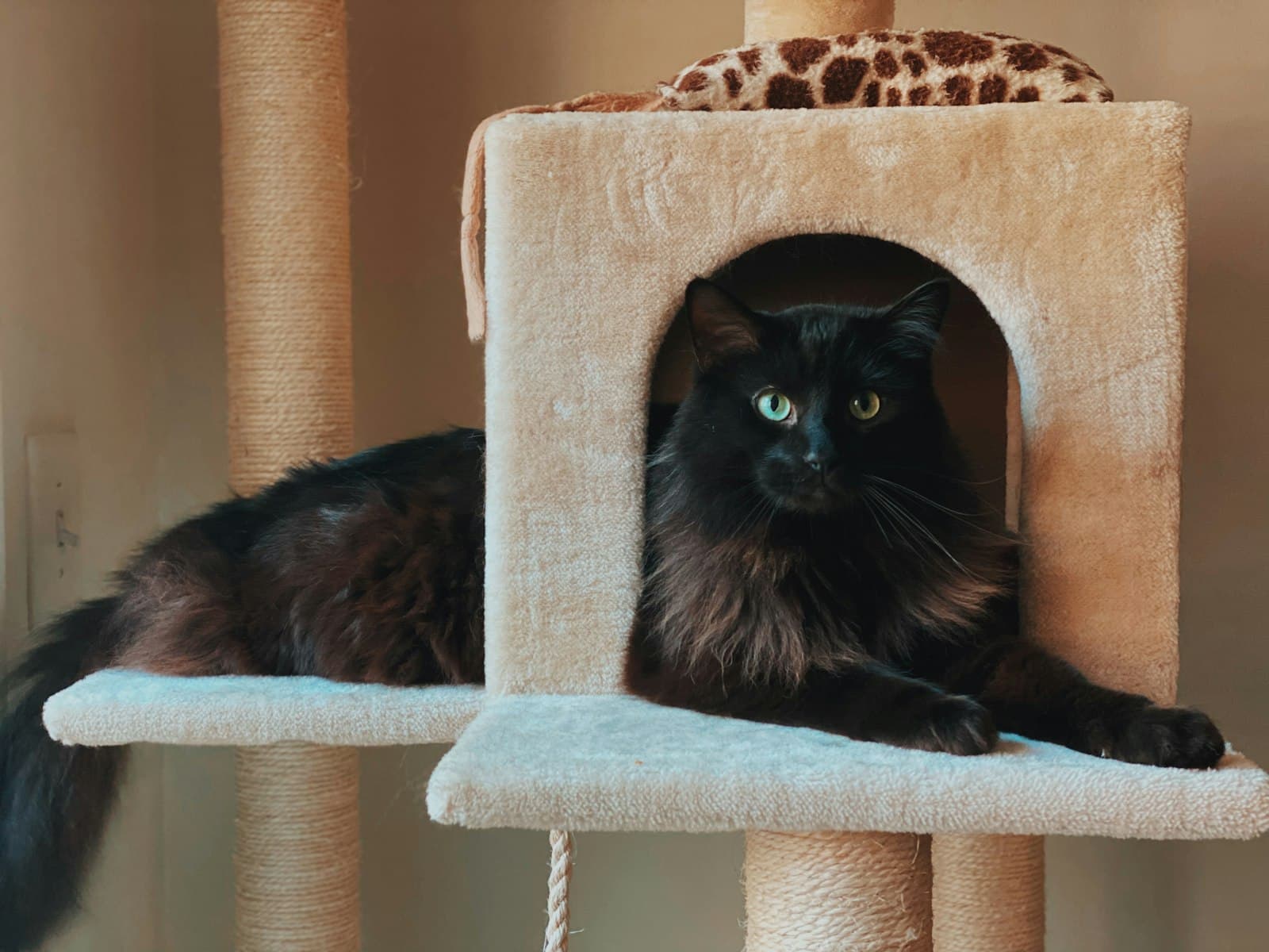 The real cost of owning a cat in Spain