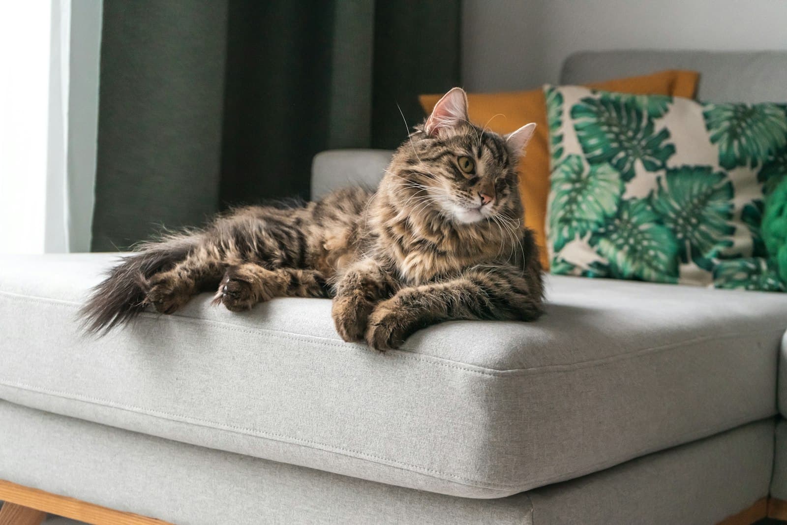 The real cost of owning a cat in Spain