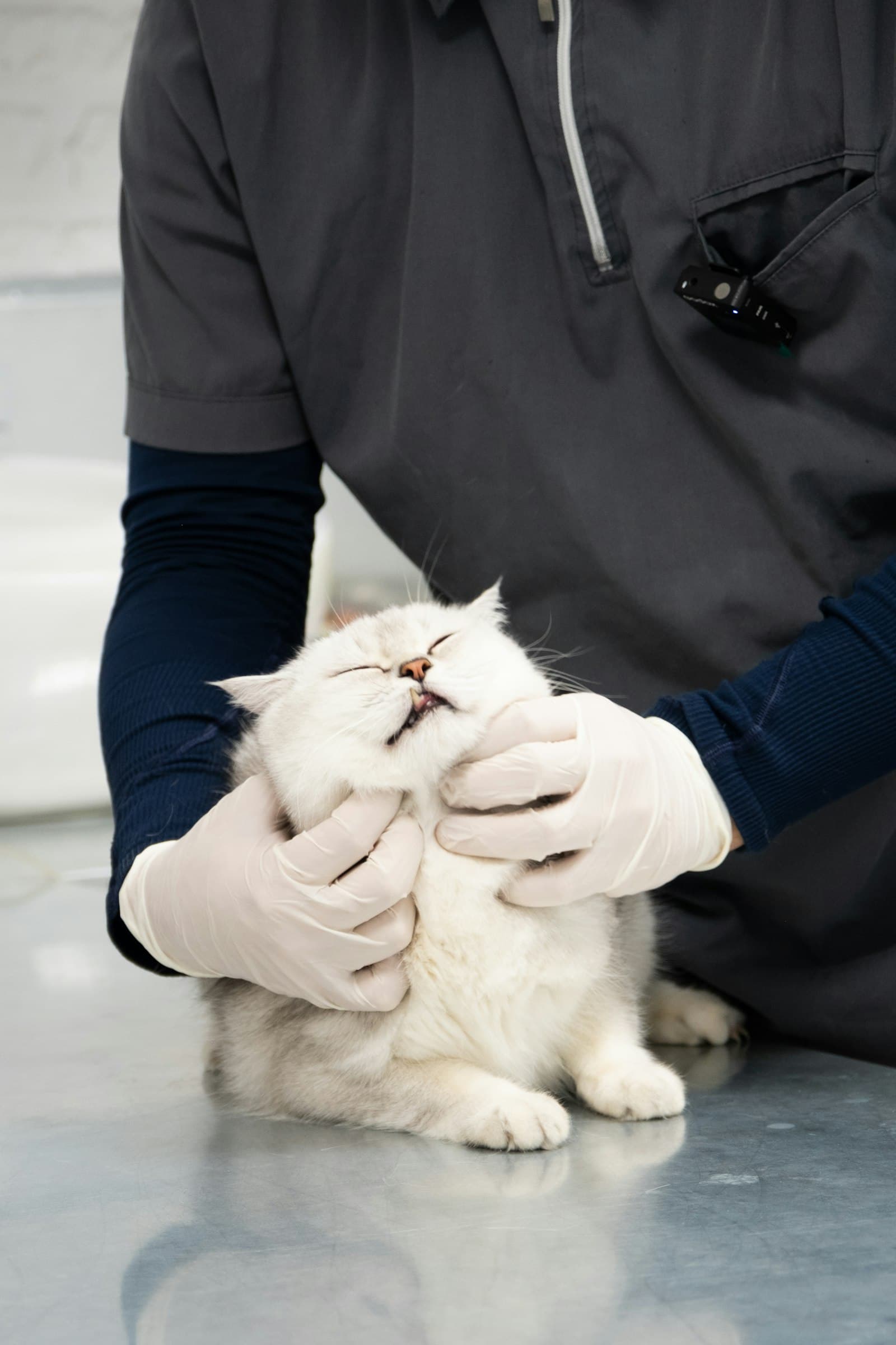 The cat sterilisation law in Spain, explained