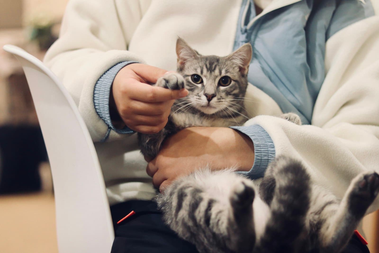 The cat sterilisation law in Spain, explained
