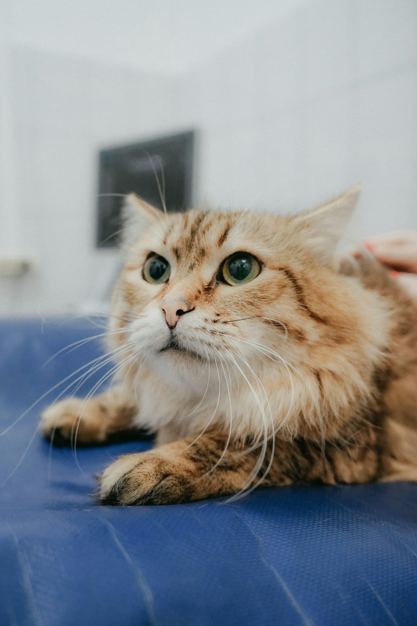 The cat sterilisation law in Spain, explained