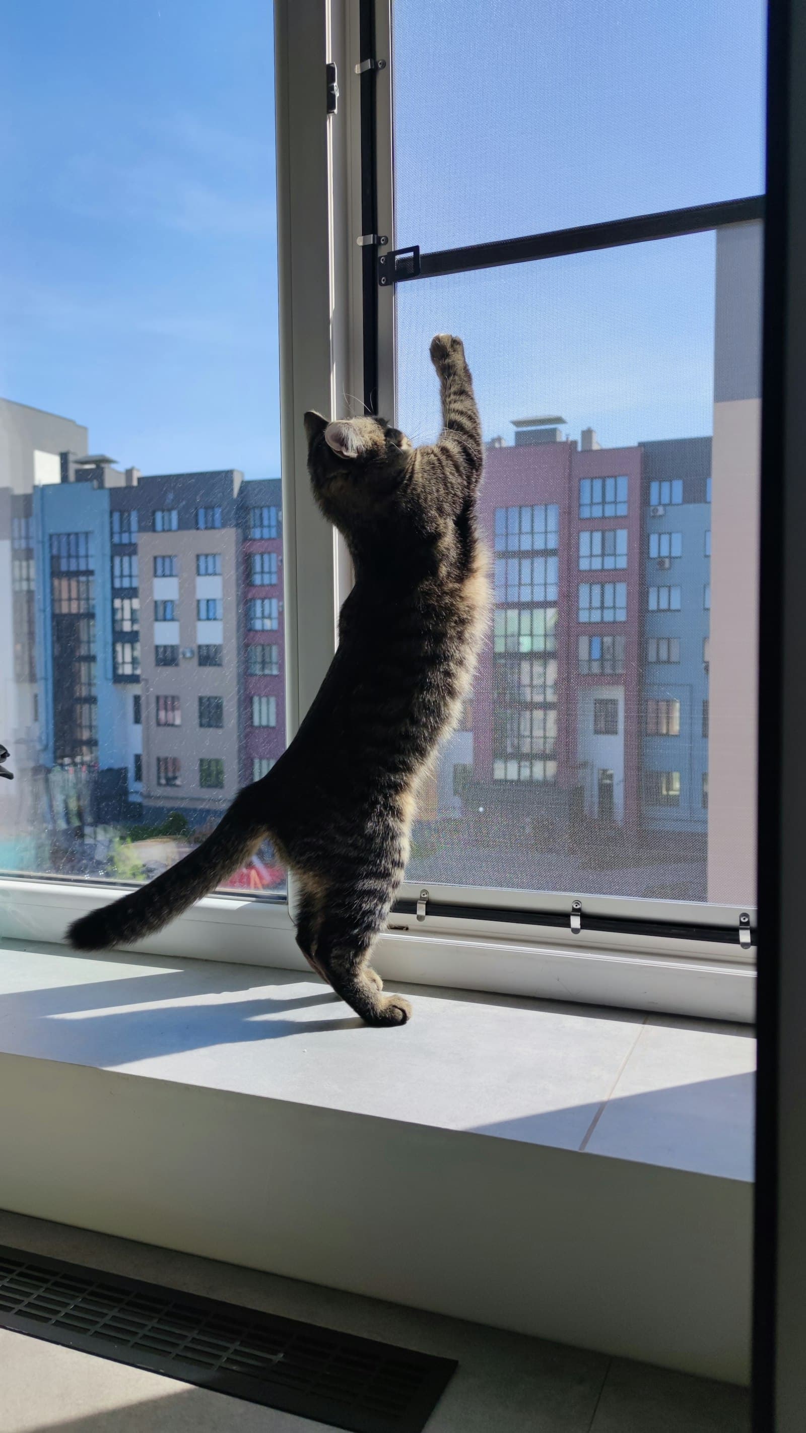 Wohnungskatzen: so wird deine Katze in der Wohnung glücklich
