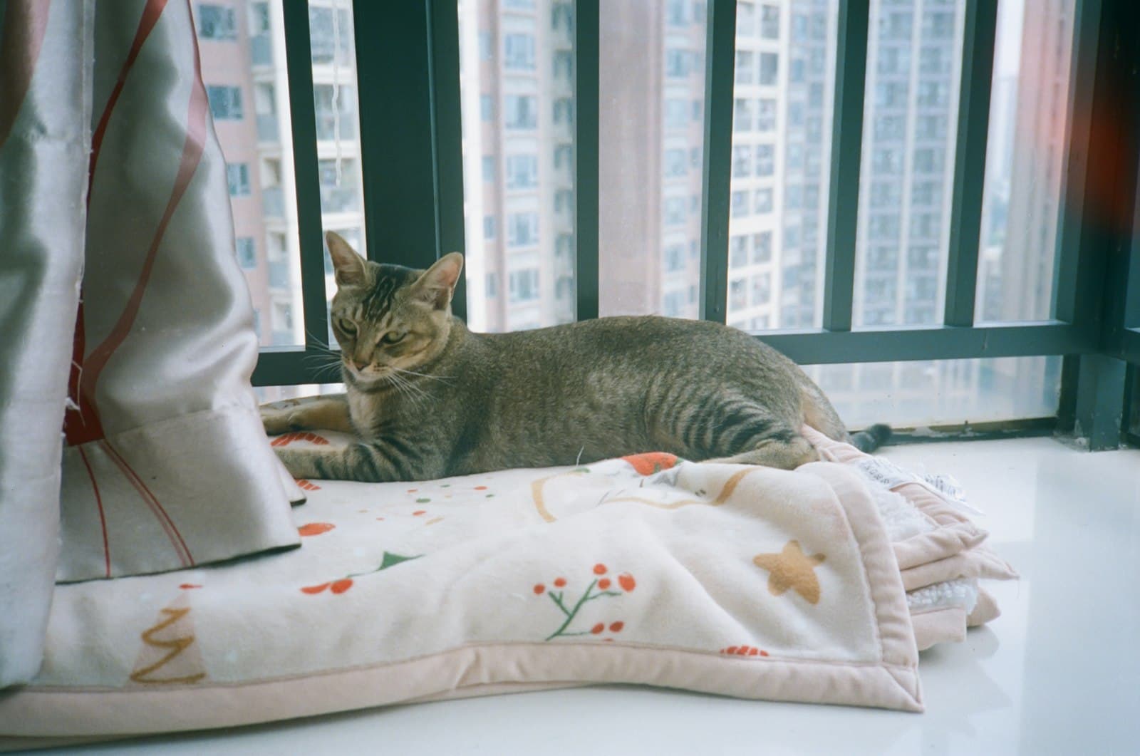 Wohnungskatzen: so wird deine Katze in der Wohnung glücklich