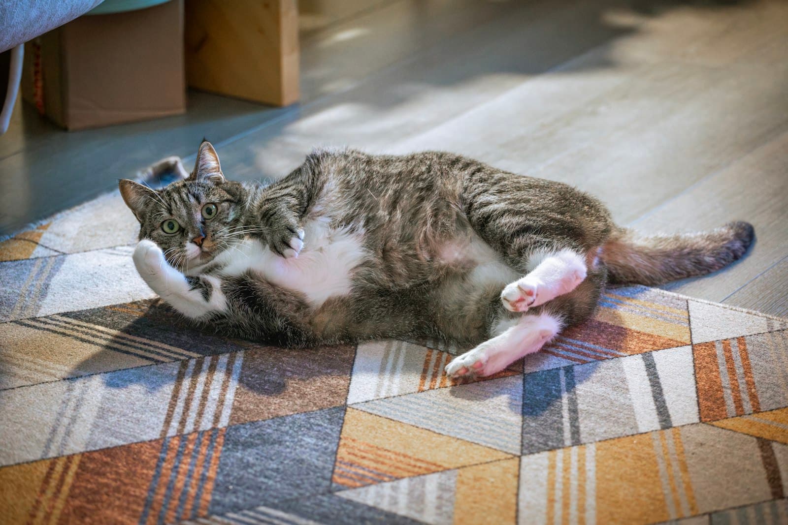 Wohnungskatzen: so wird deine Katze in der Wohnung glücklich