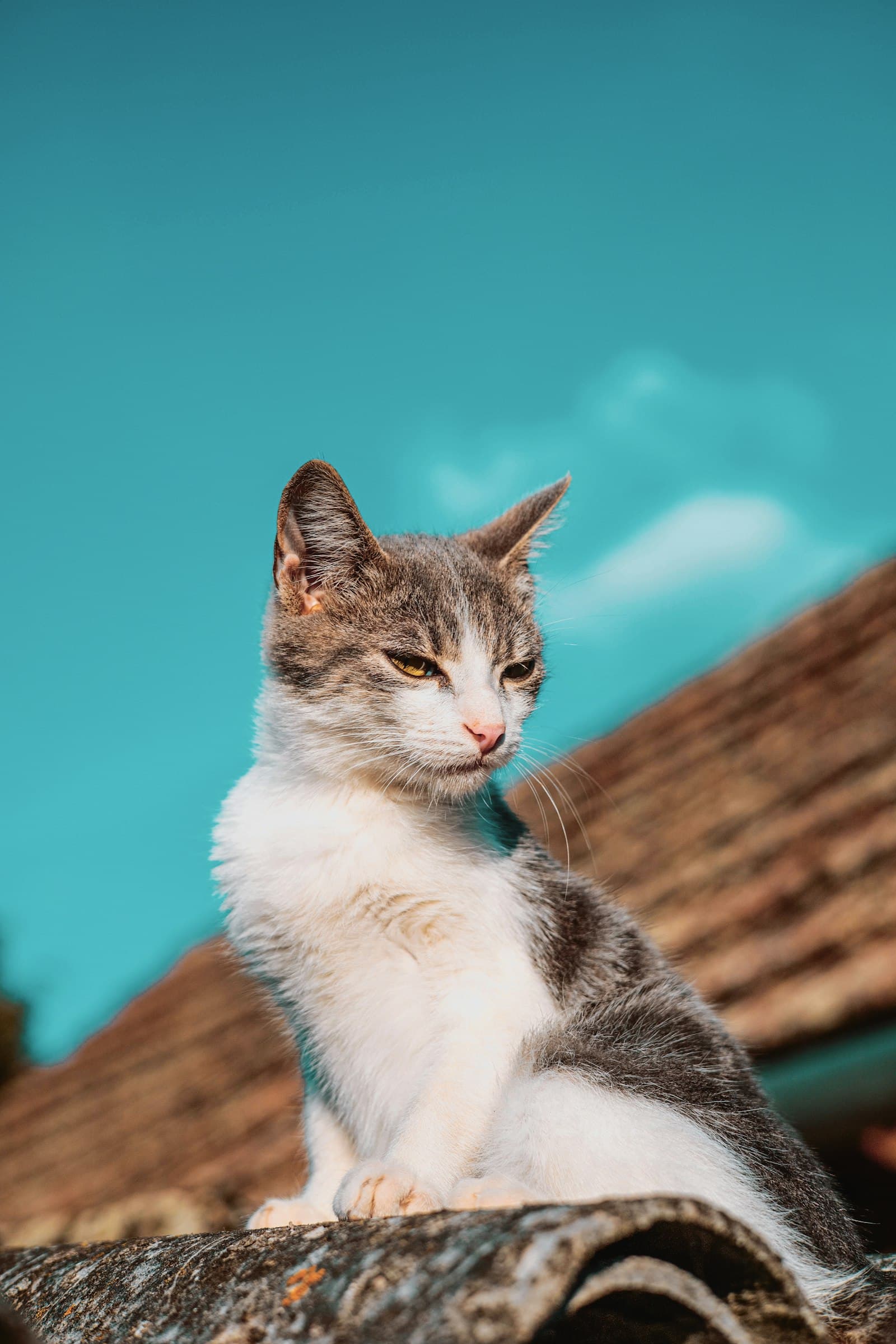 Leishmaniasis, Processionary Caterpillars and Other Mediterranean Dangers for Your Cat