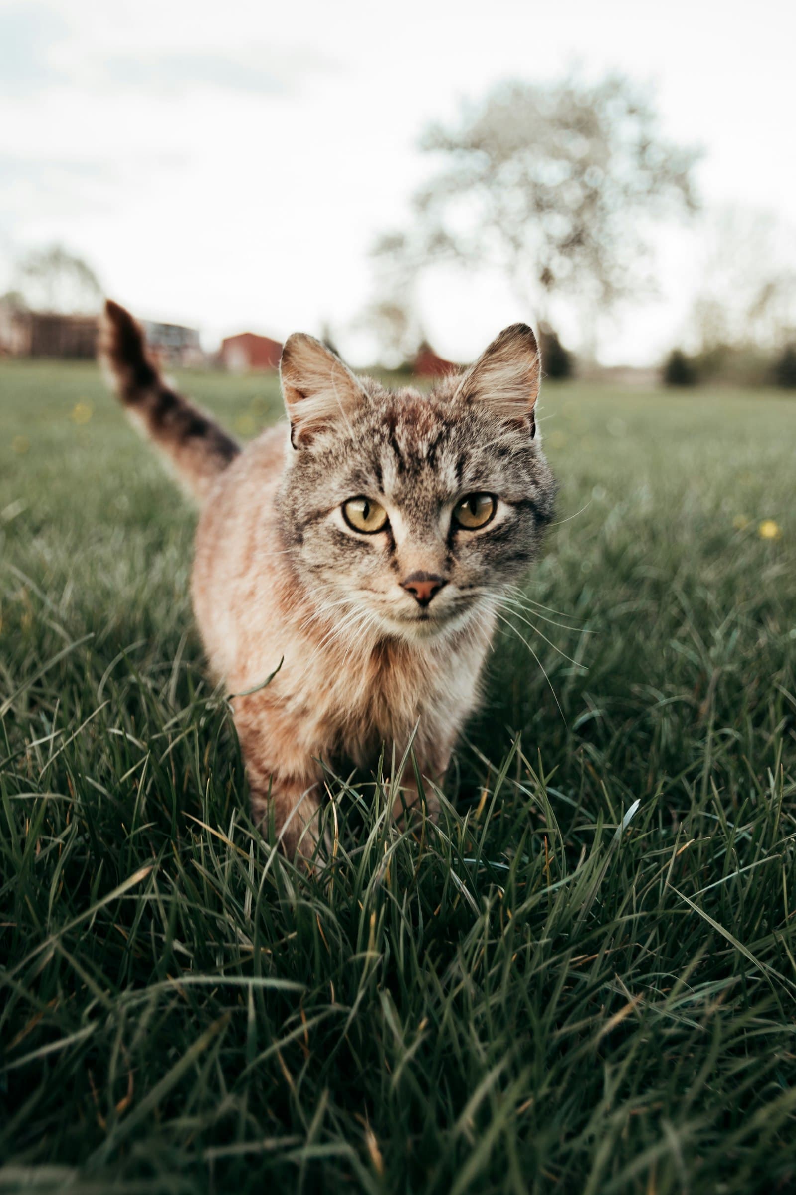 Leishmaniasis, Processionary Caterpillars and Other Mediterranean Dangers for Your Cat
