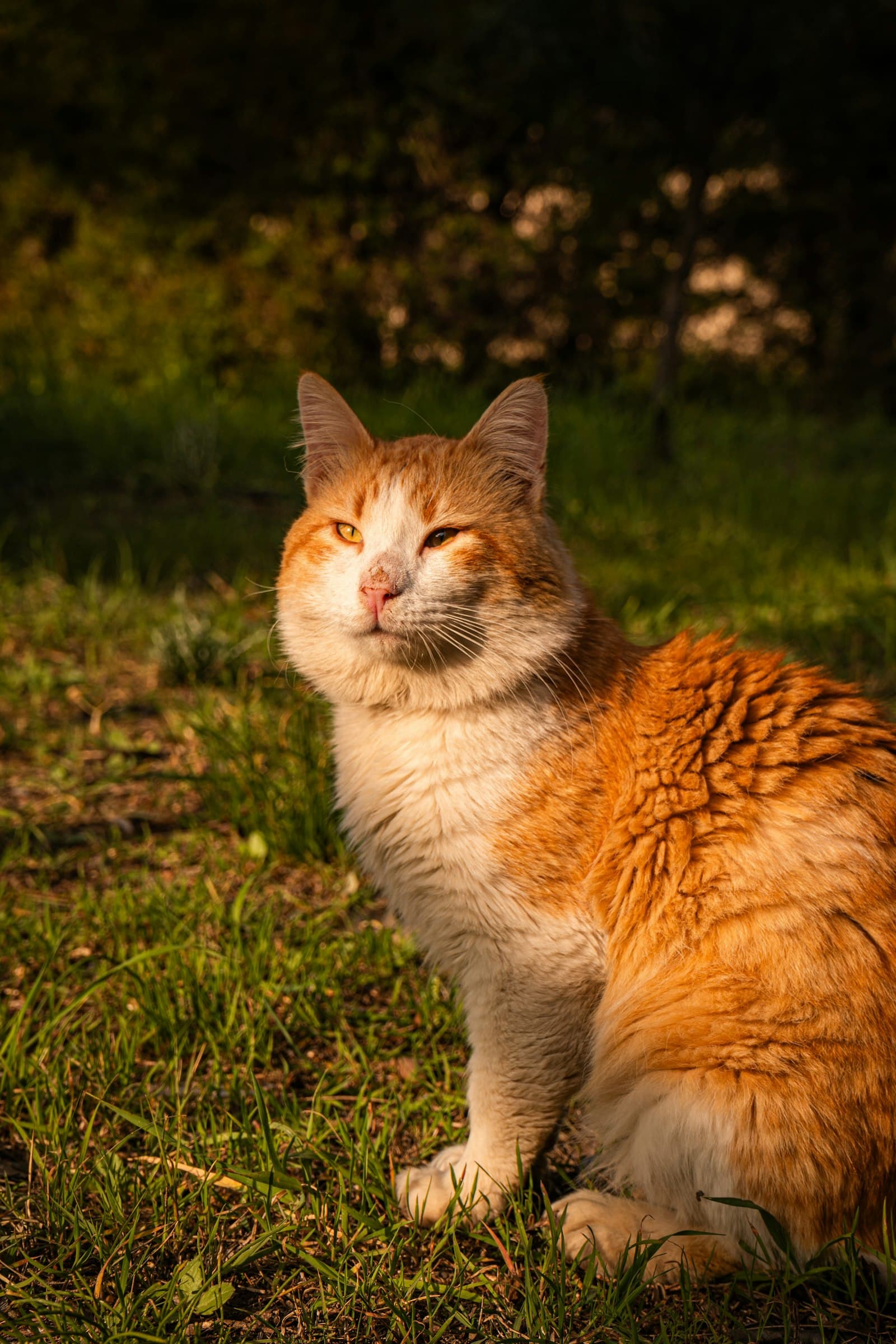 Leishmaniasis, Processionary Caterpillars and Other Mediterranean Dangers for Your Cat