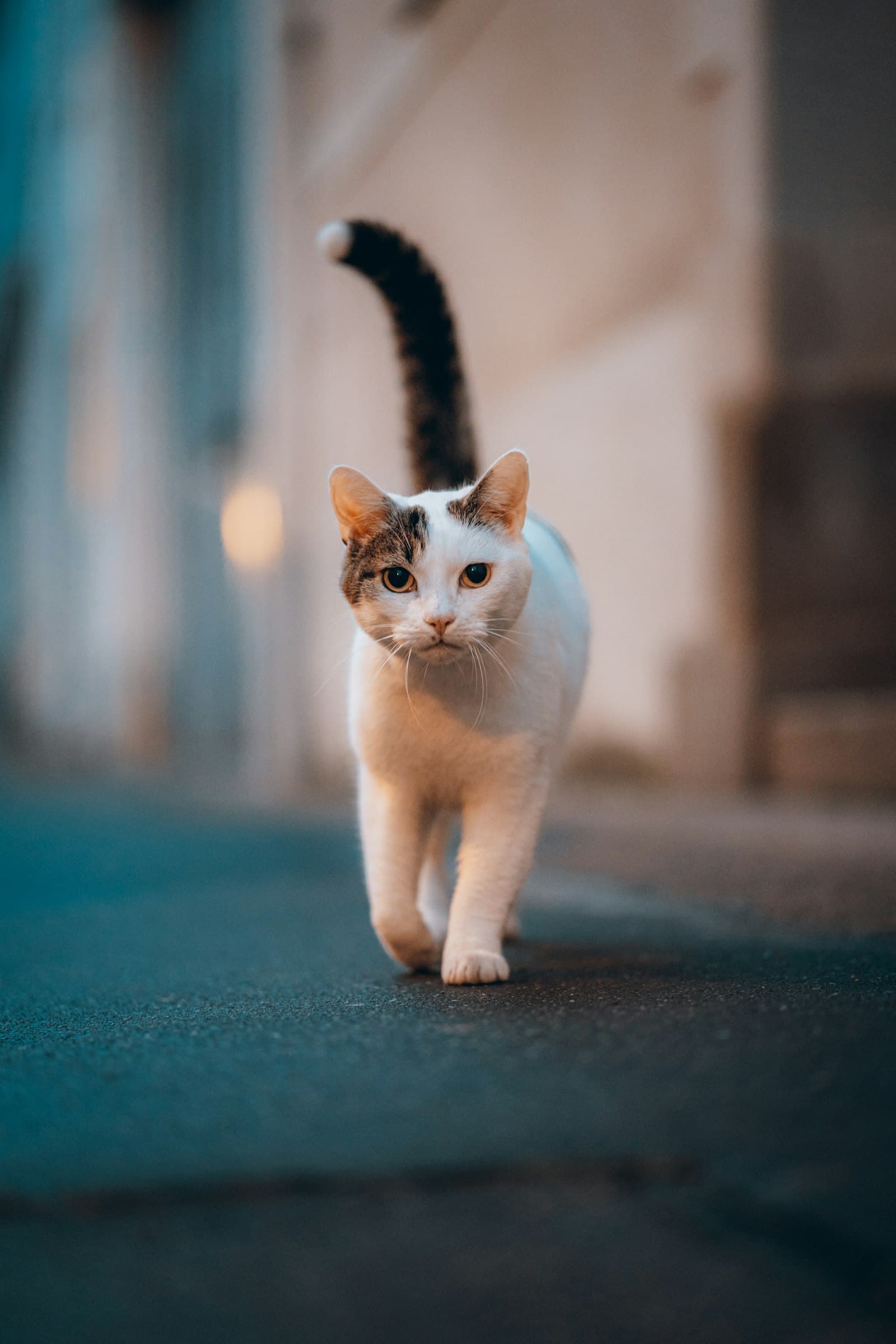I've Found a Stray Cat: What to Do Step by Step