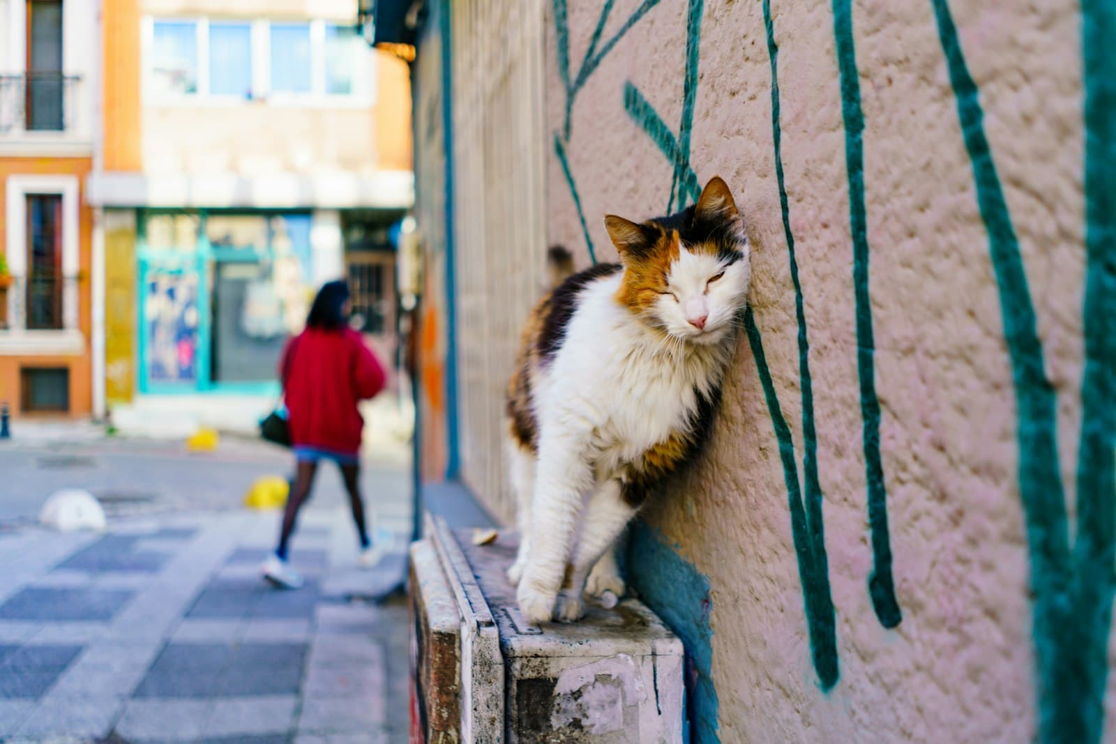 I've Found a Stray Cat: What to Do Step by Step