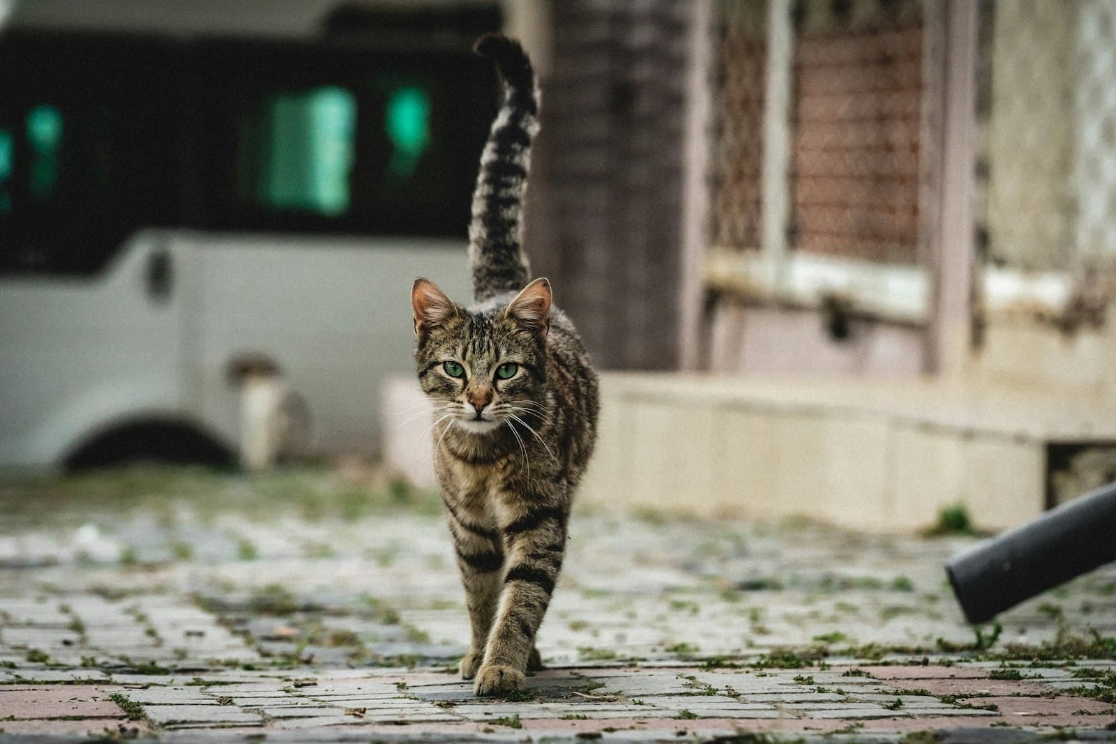 I've Found a Stray Cat: What to Do Step by Step