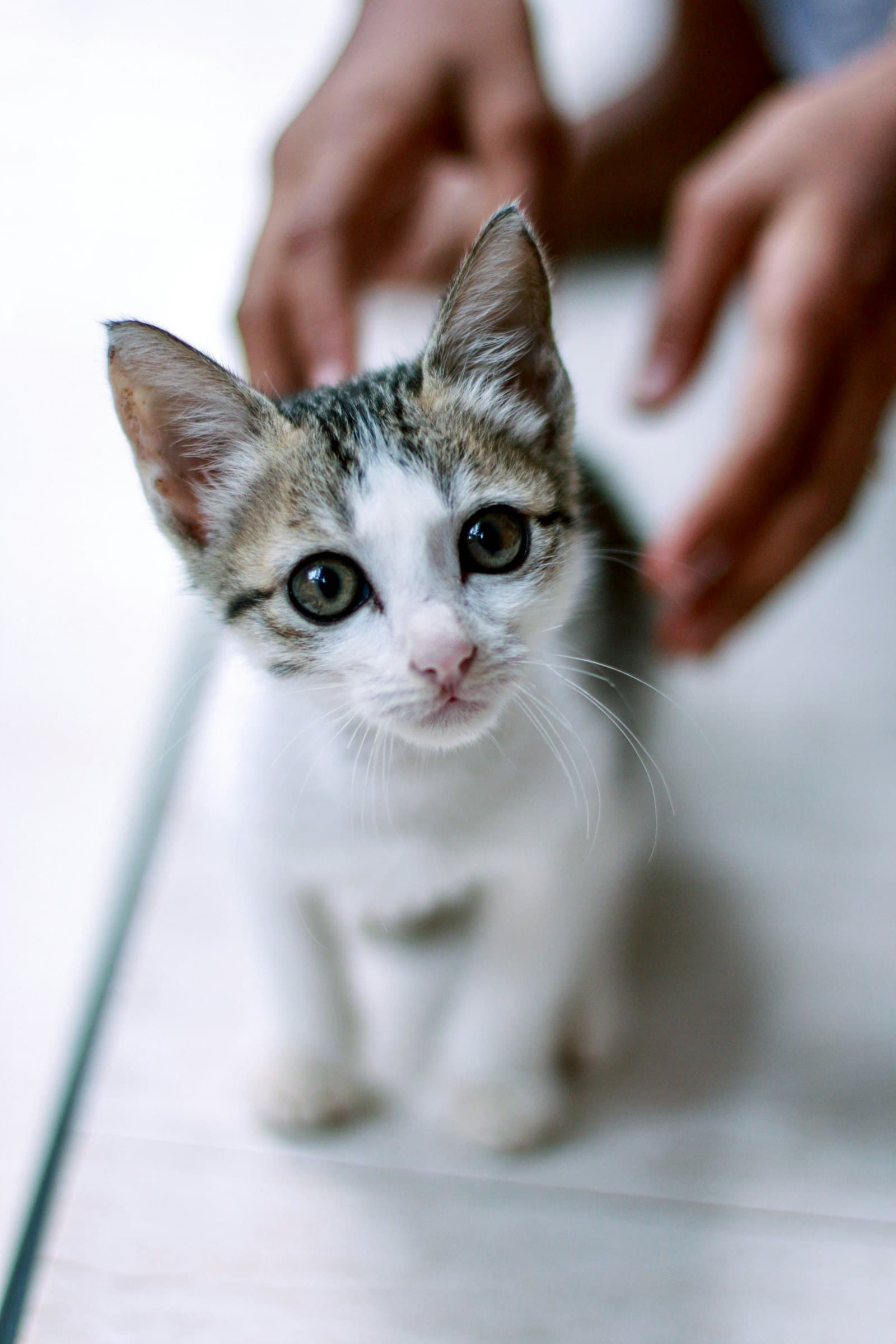Microchipping and registering your cat in Spain: what the law actually requires
