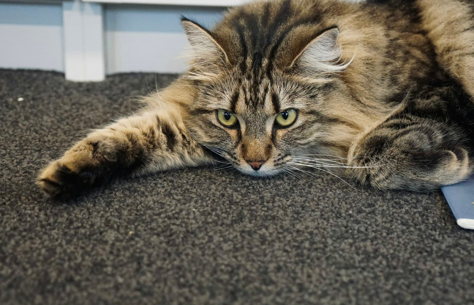 Bringing an adopted cat home: getting ready for the first days