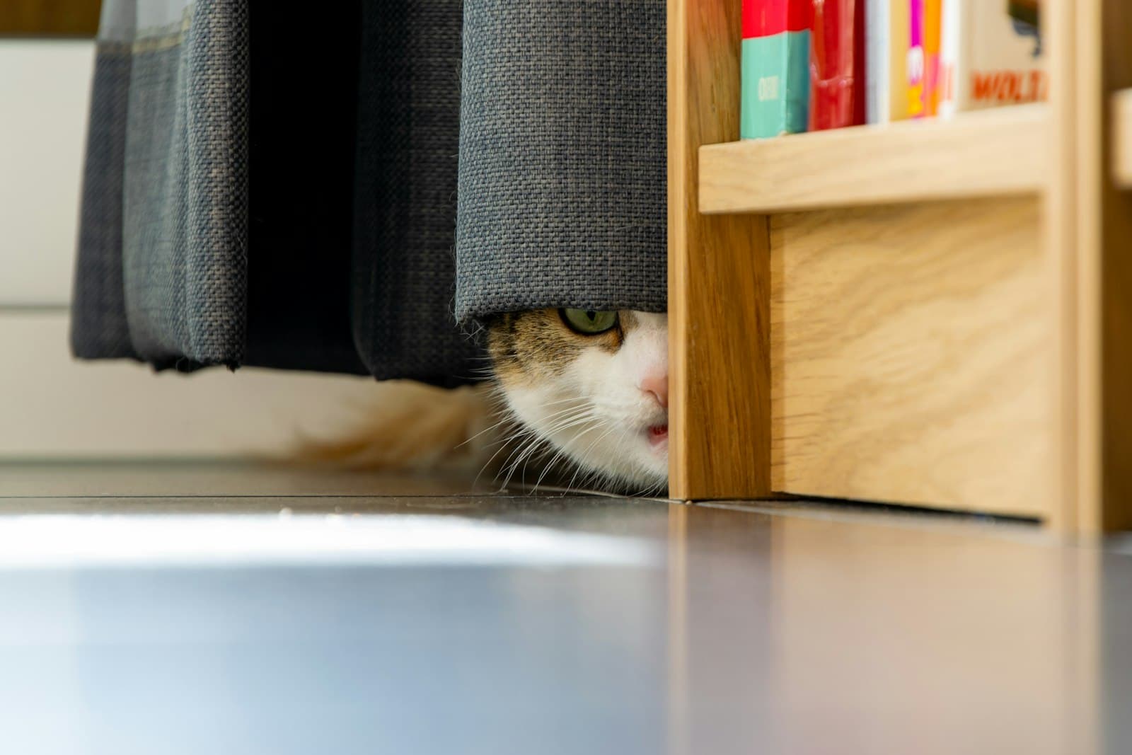 Bringing an adopted cat home: getting ready for the first days