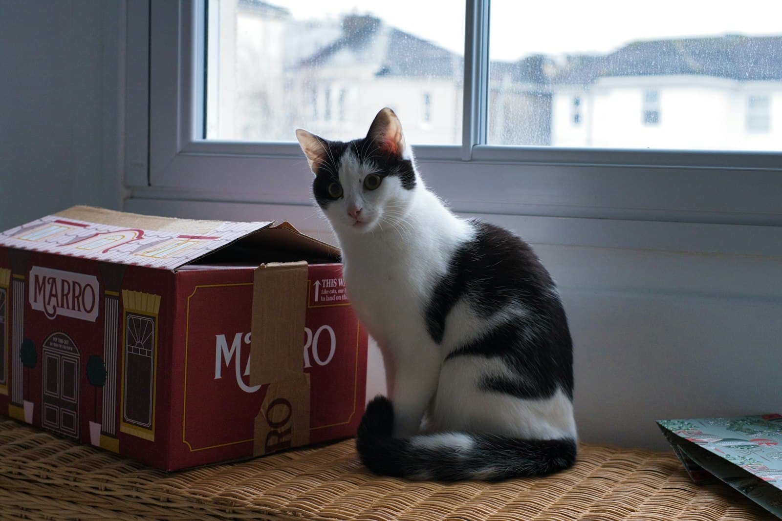Bringing an adopted cat home: getting ready for the first days